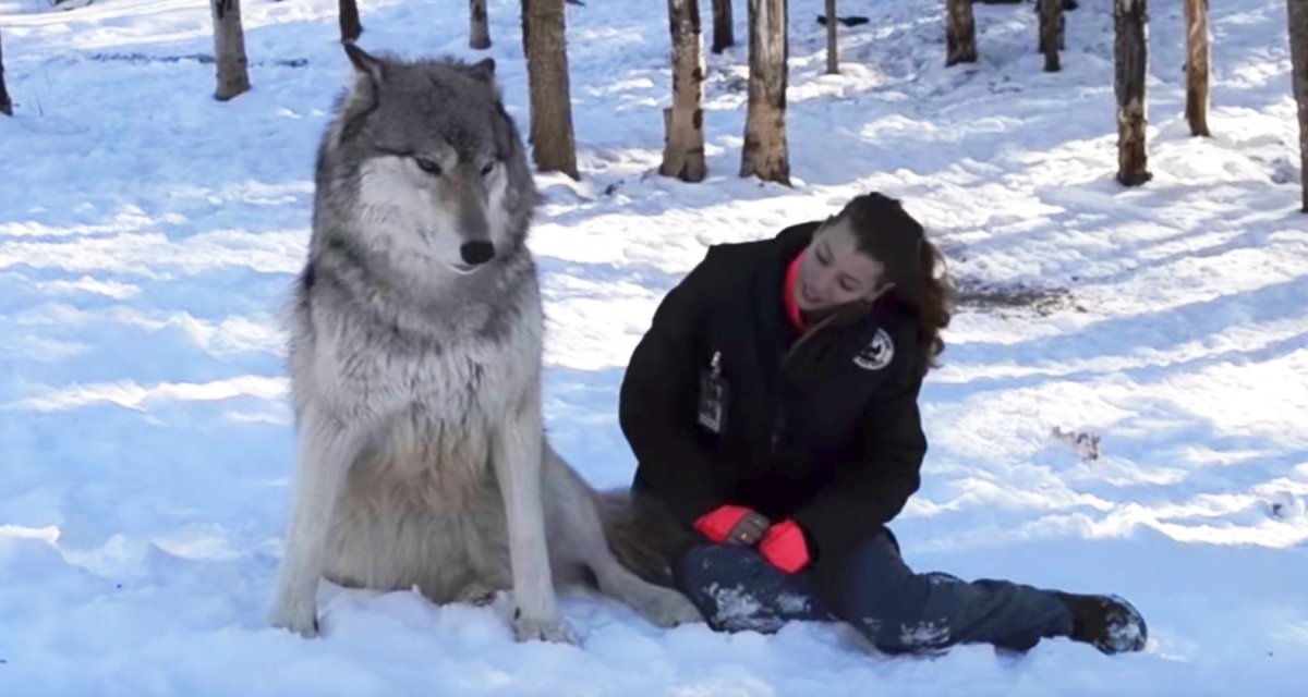 Полярный волк рост в холке