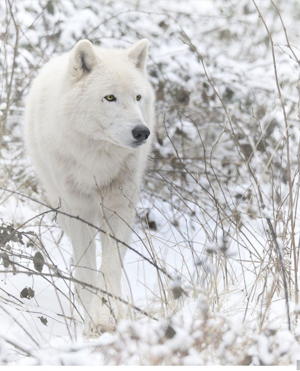 Огромный Полярный волк