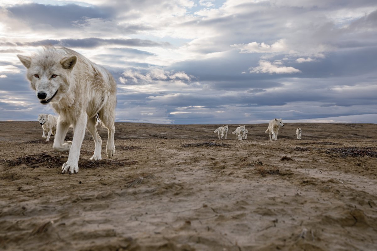 Полярный волк в тундре