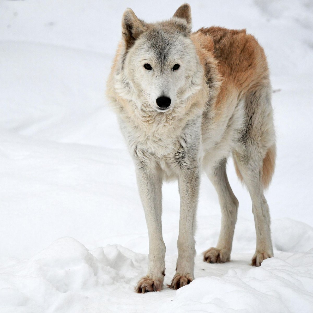 Московский зоопарк Полярные волки