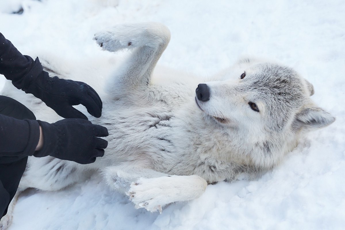 Чертог волка приют для Волков