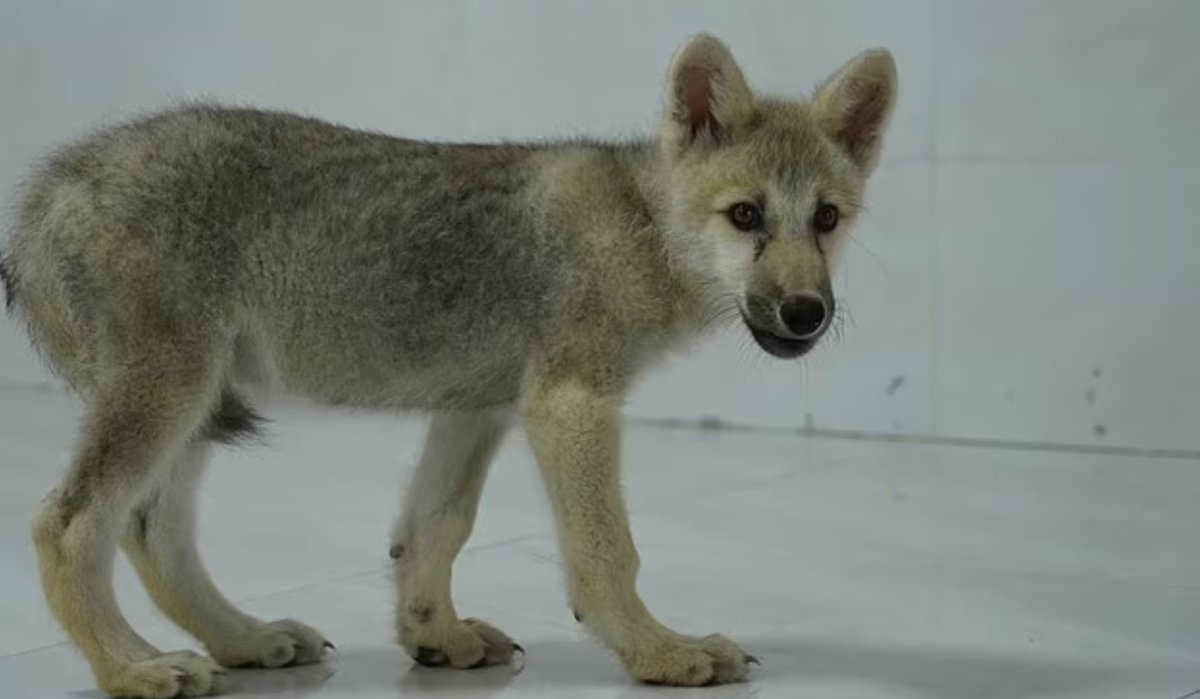 Гибрид собаки и волка