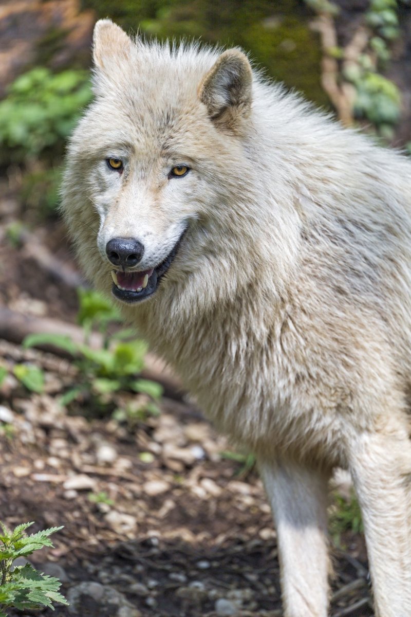 Полярный волк волки