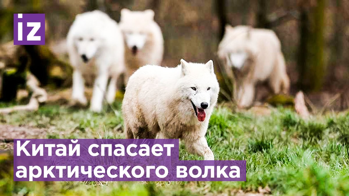 Арктический волк