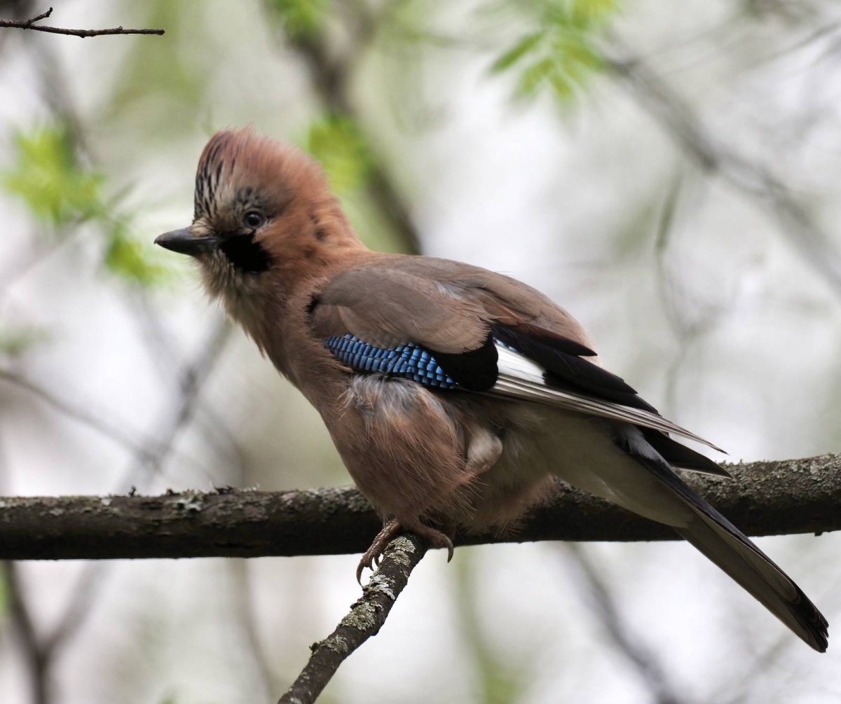 Сойка по английскому
