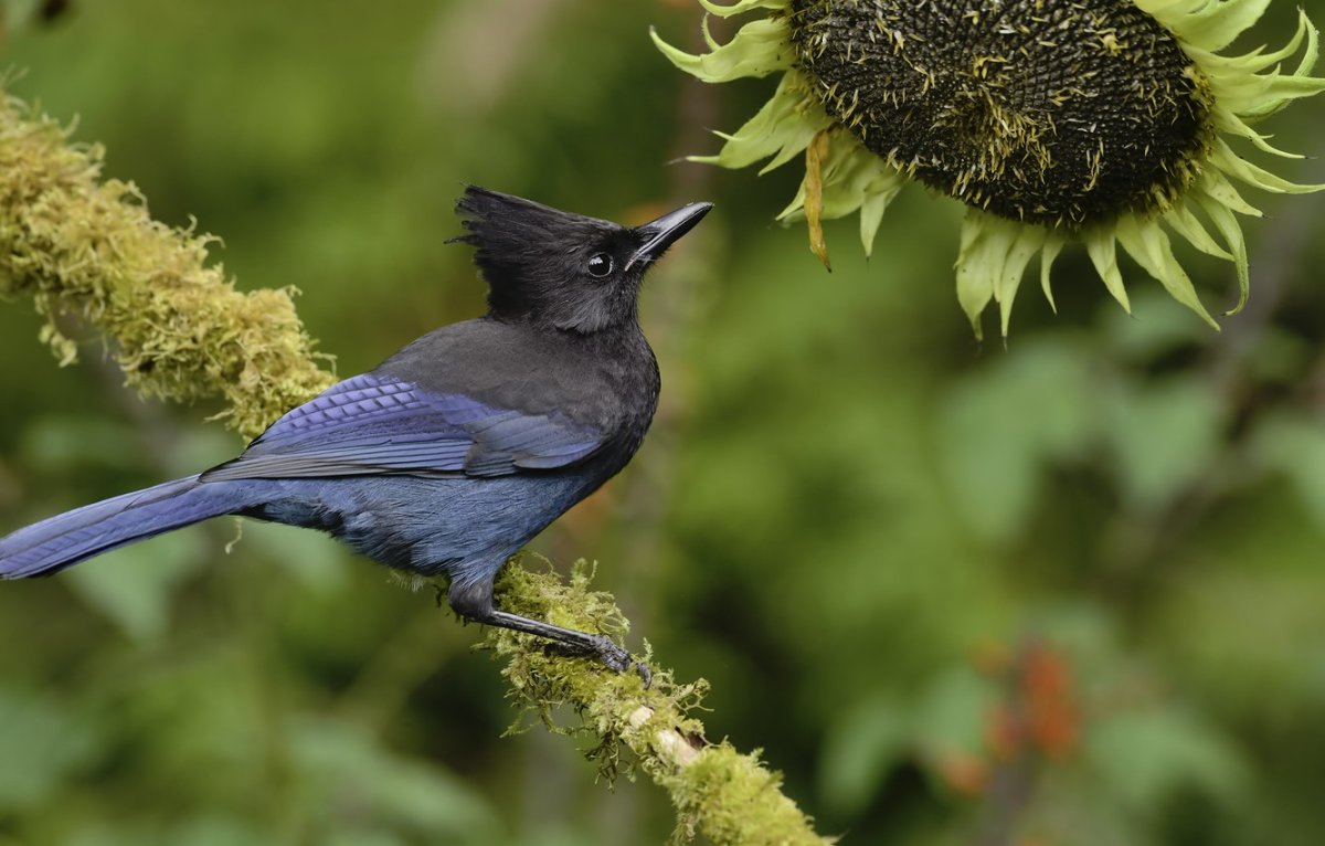 Птичка с синим хохолком