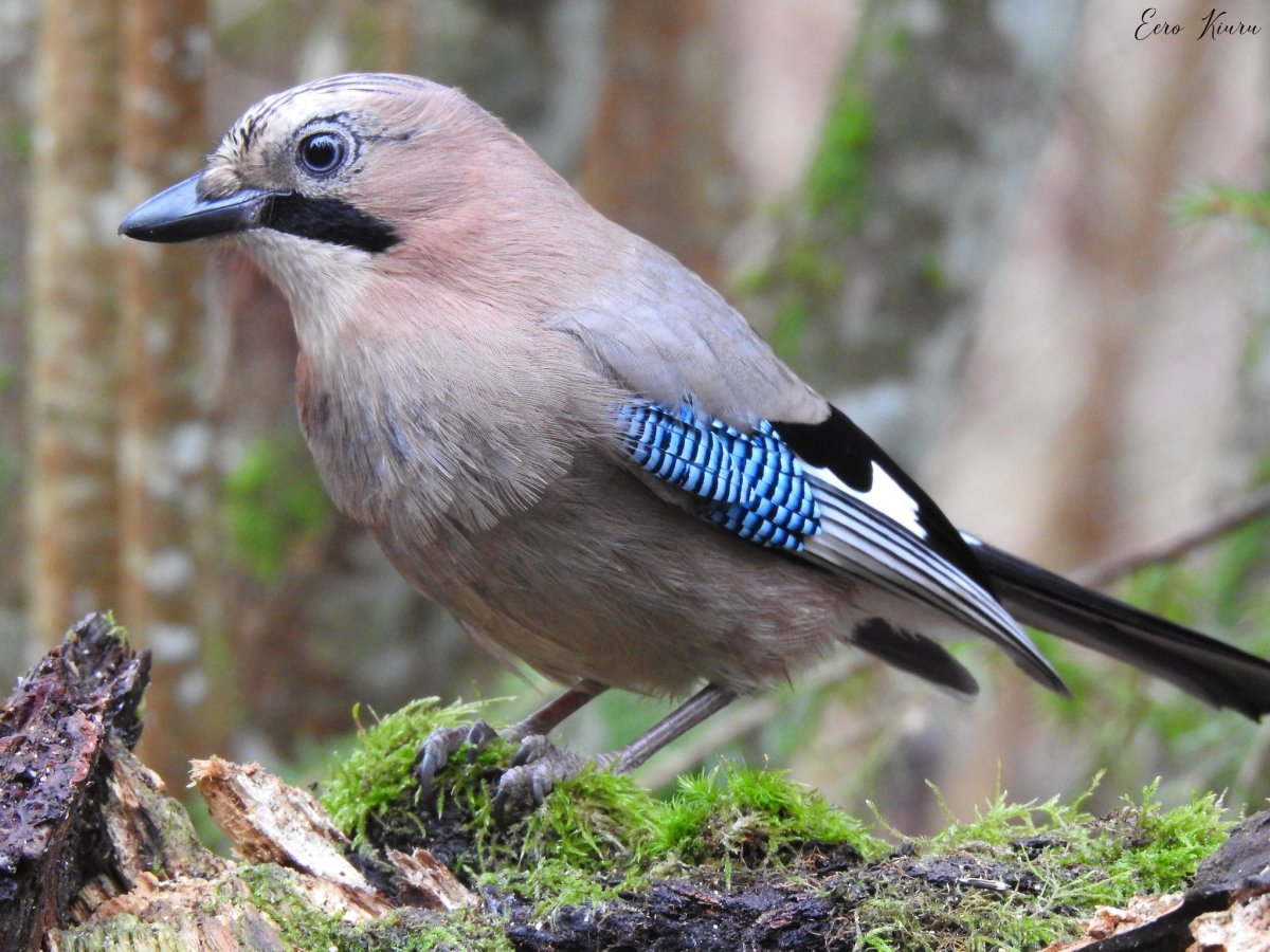 Украшенная Сойка