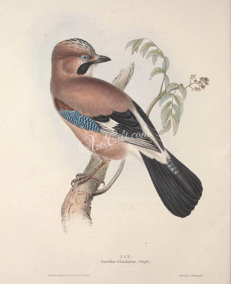 Сойка стилизация