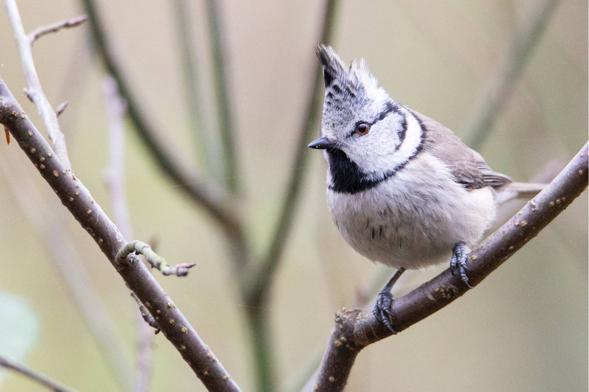 Чубатий тотикуш