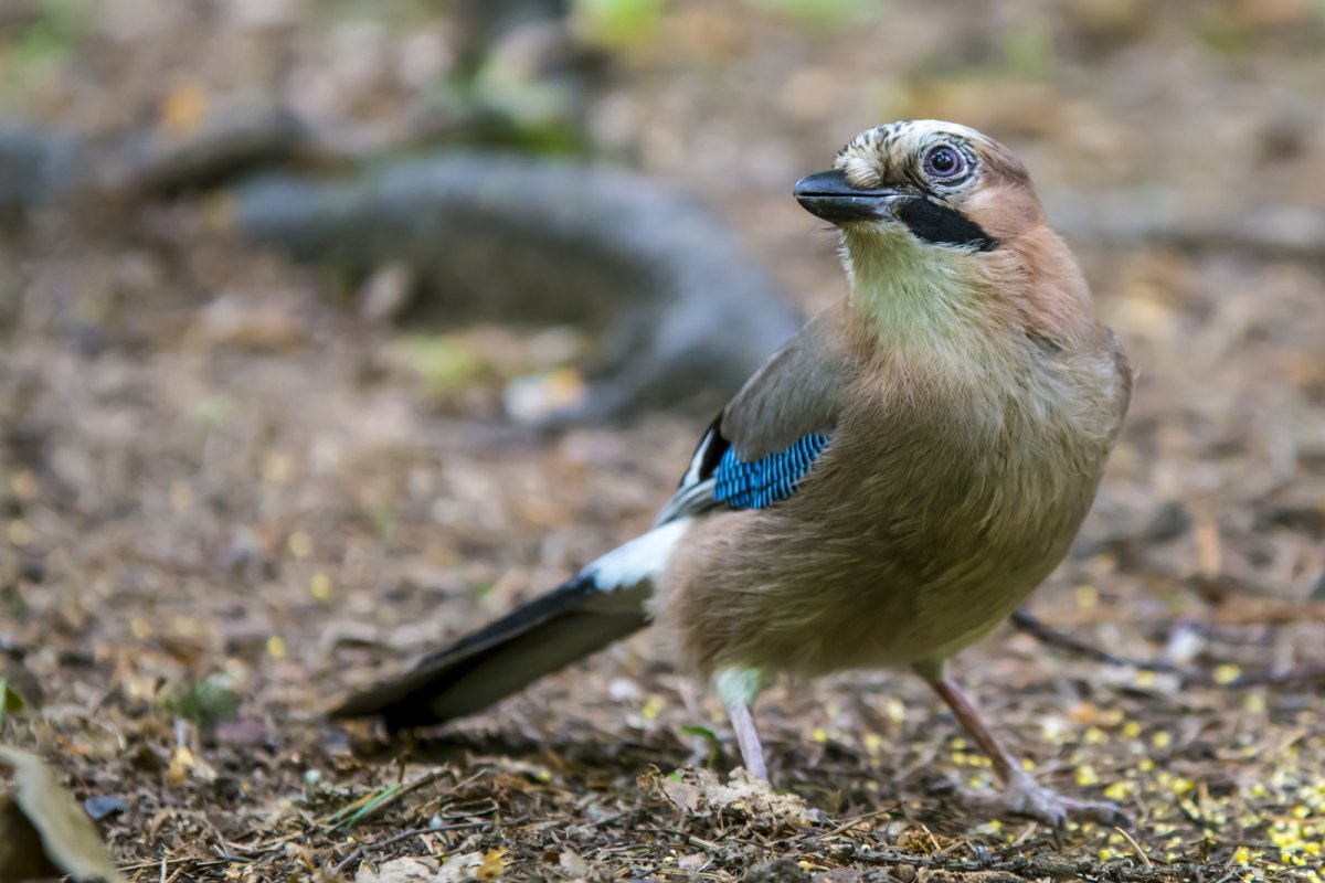 Молодая Сойка