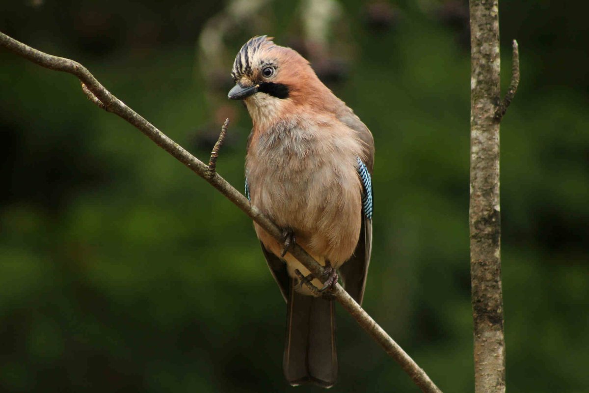 Сойка ронжа