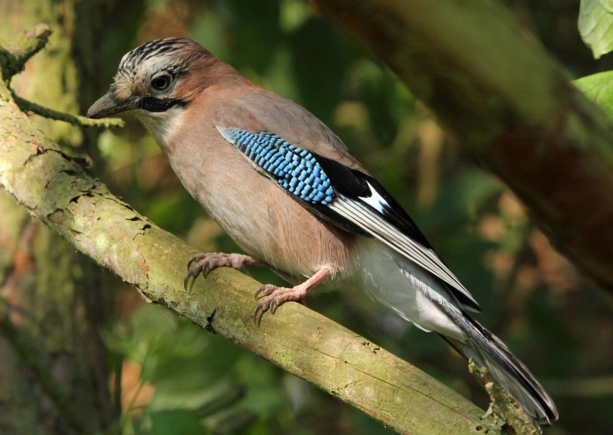 Сойка –garrulus glandarius l.
