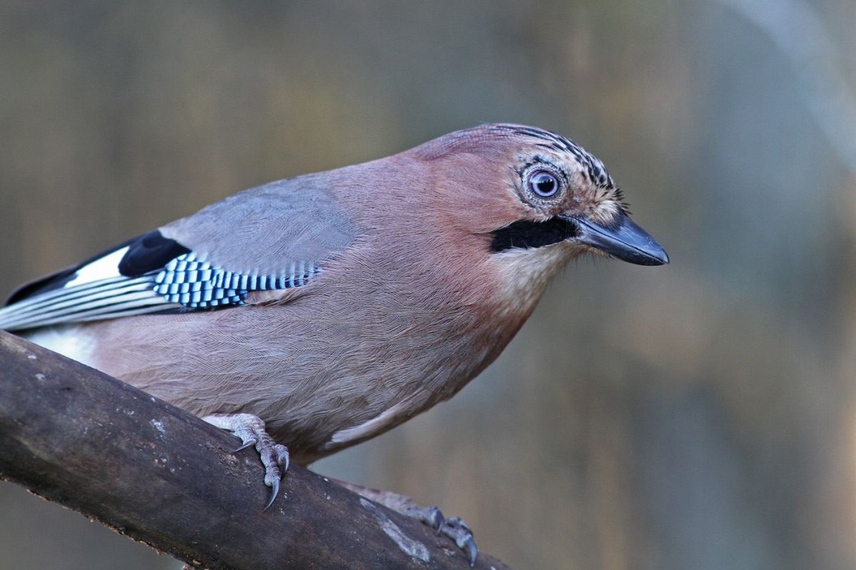 Сойка птица портрет