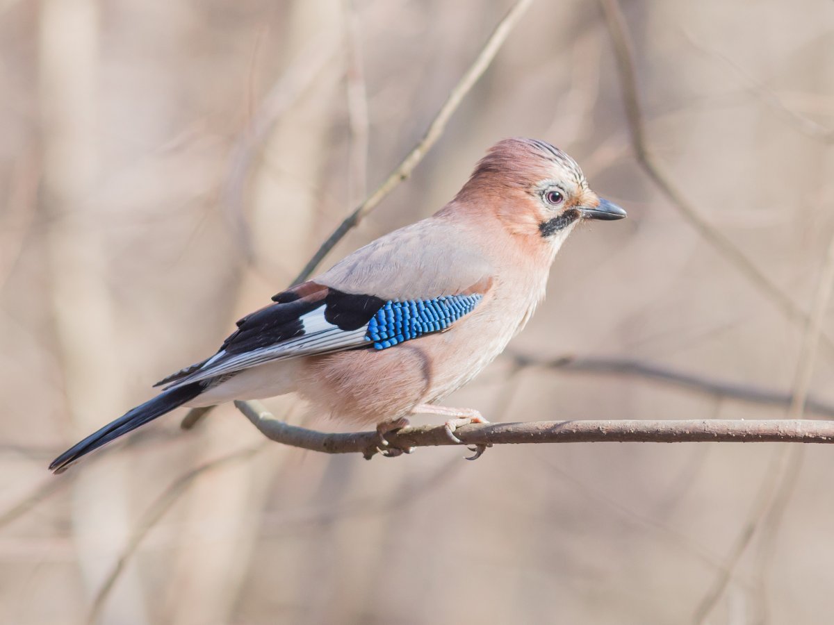 Птицы Битцевского леса Сойка