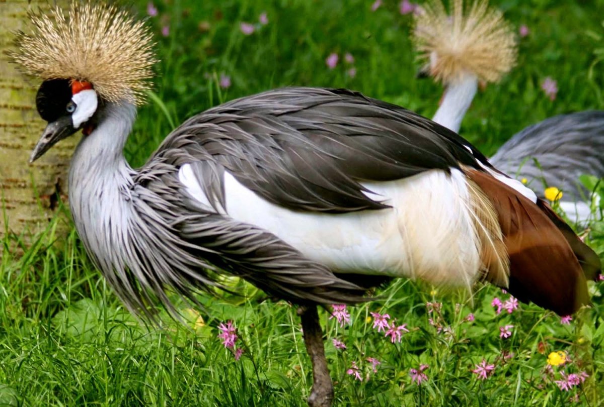 Восточный венценосный журавль