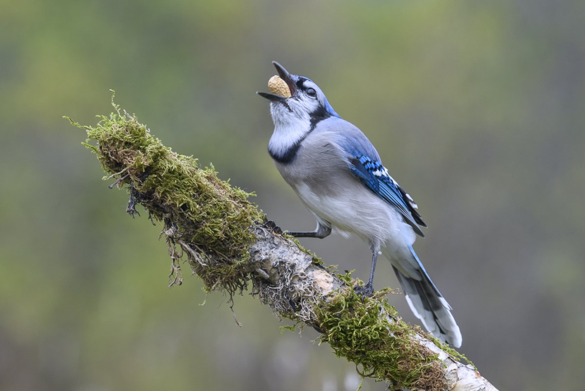 Канадская Сойка