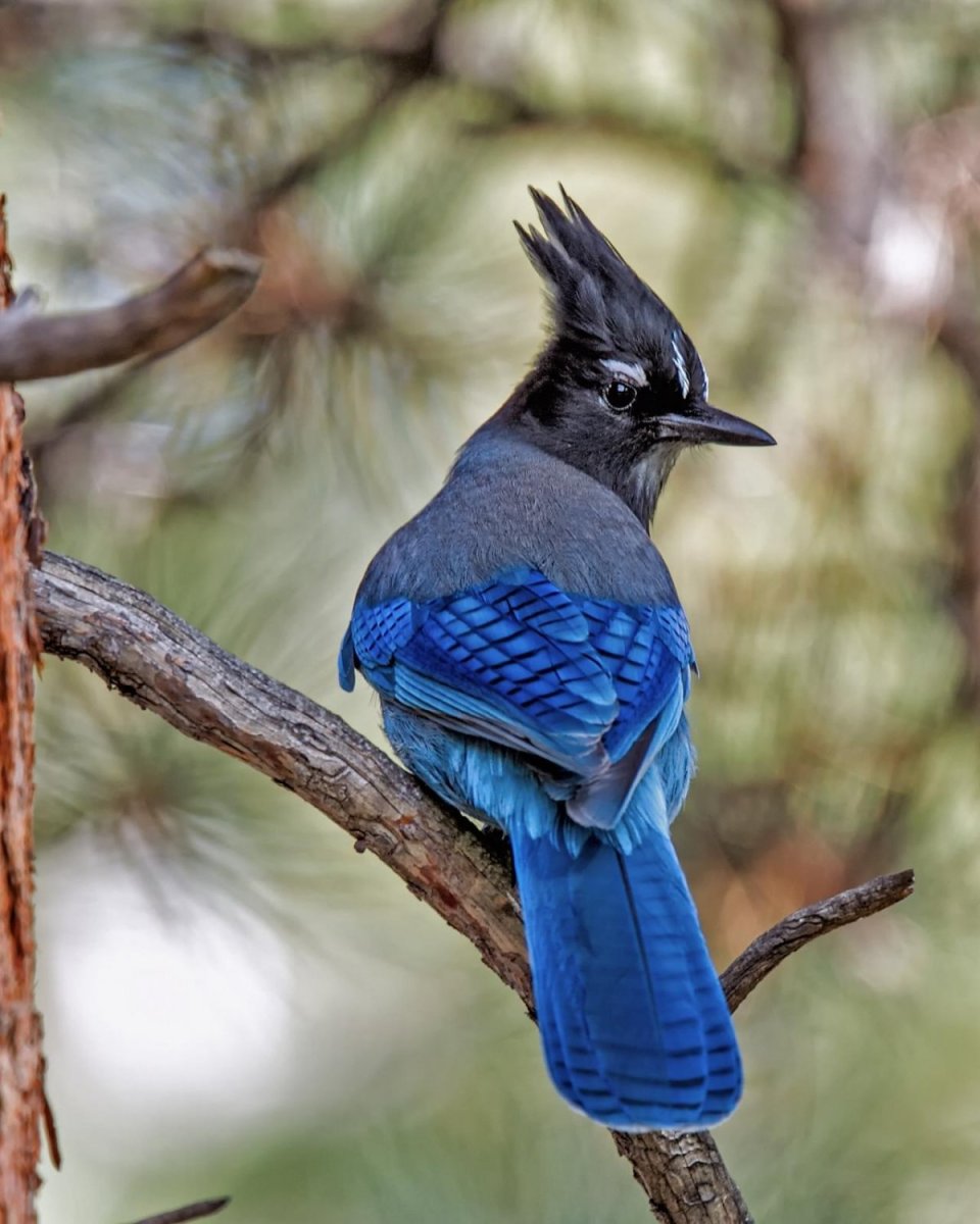 Стеллерова черноголовая голубая Сойка