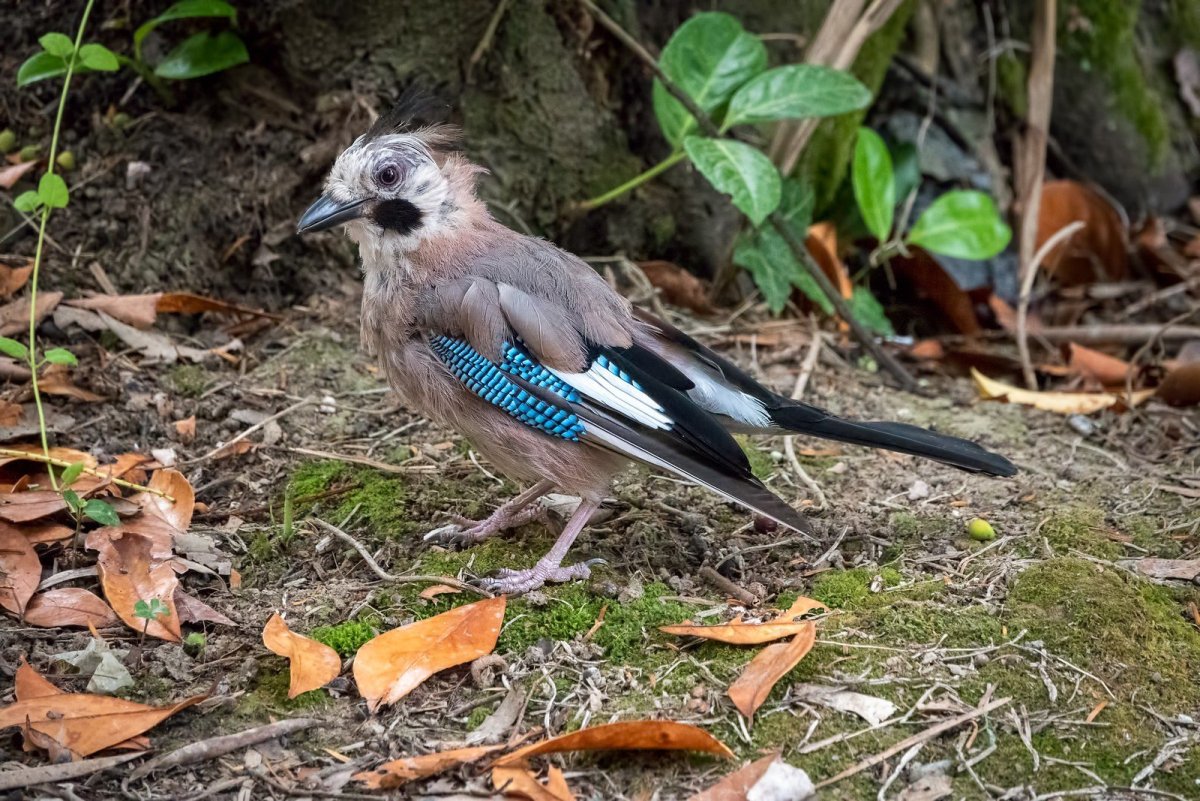 Хохлатая малайская Сойка