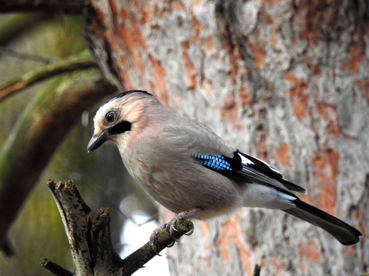 Garrulus glandarius Bird