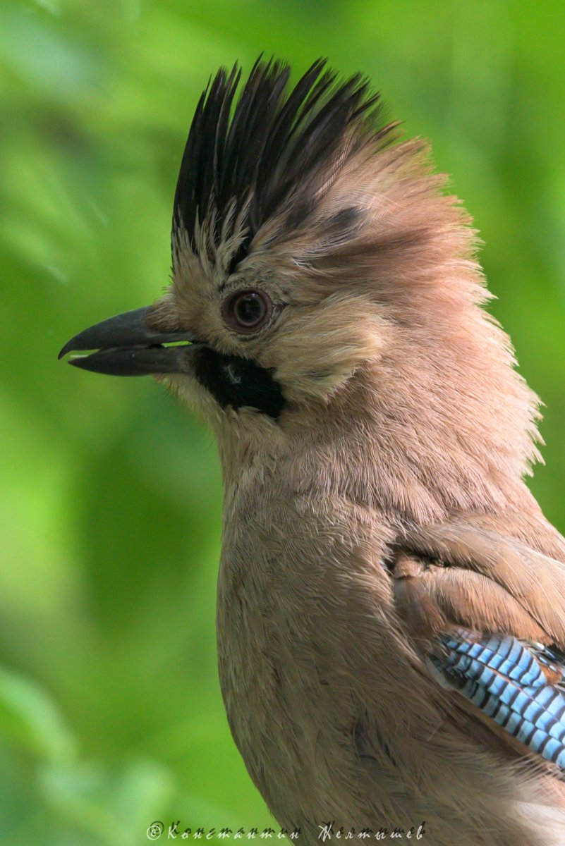 Сойка хохлатая