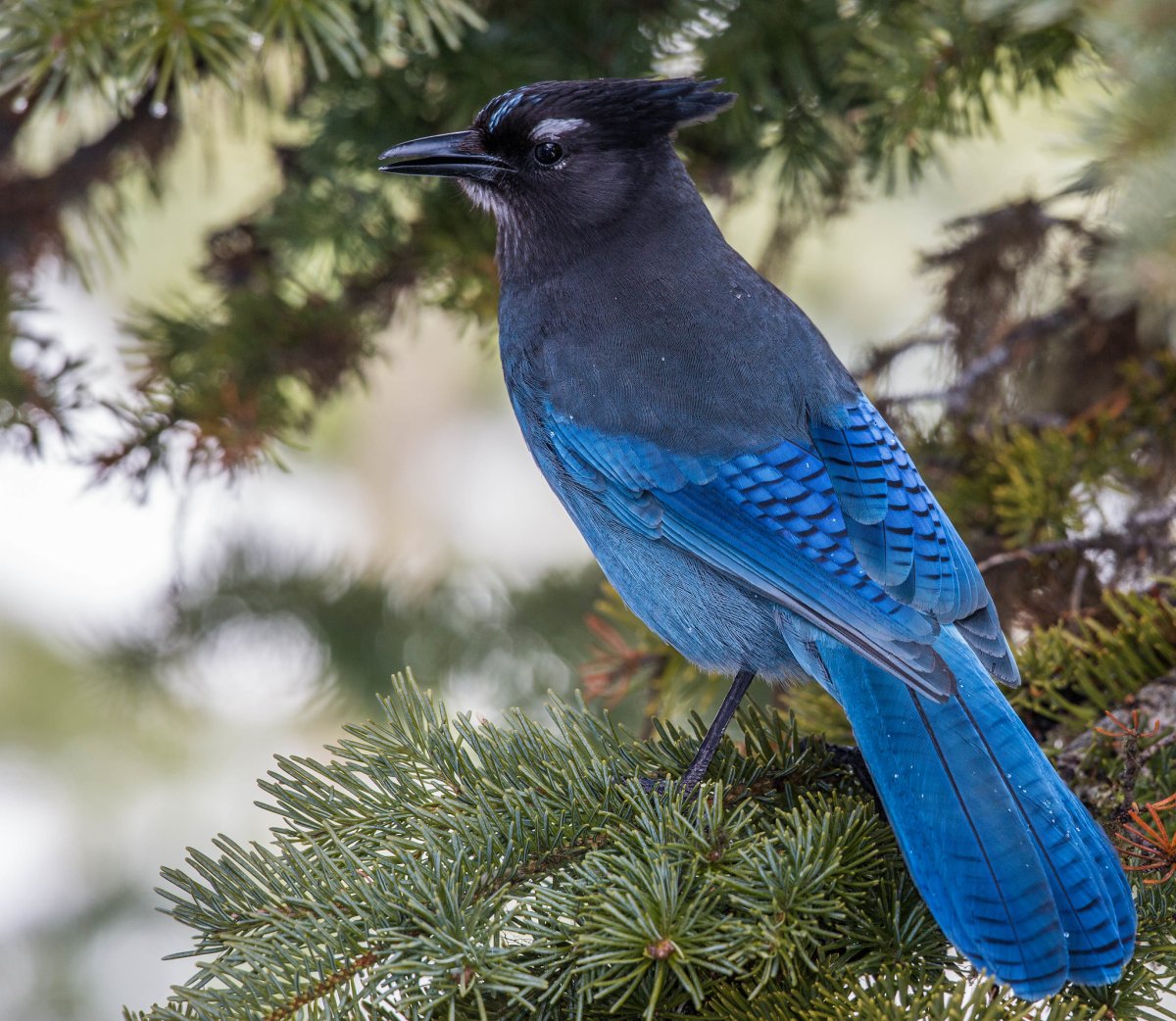 Черноголовая Сойка Стеллера