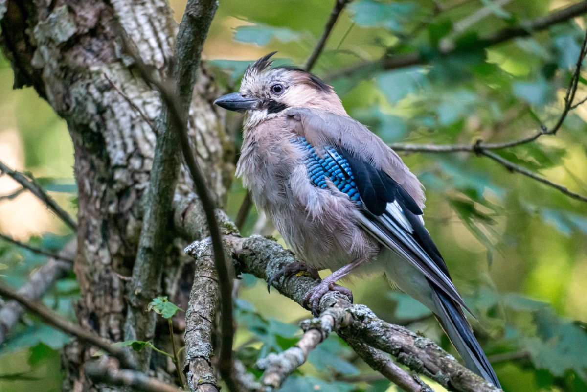 Garrulus glandarius Bird