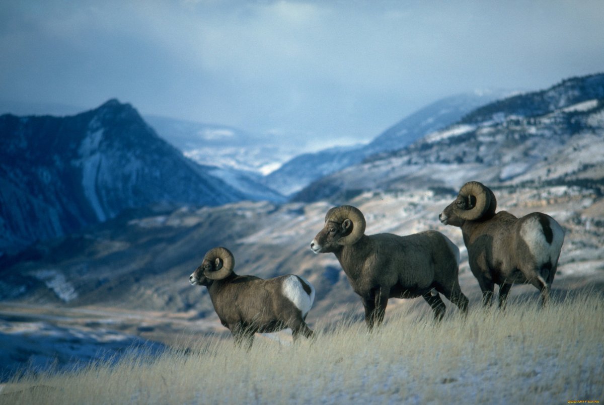 Горный баран в горах