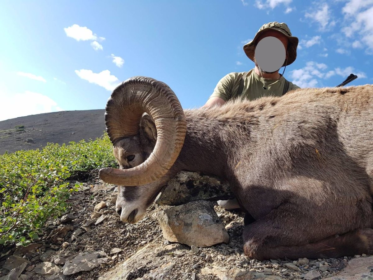 Чубуку горный баран