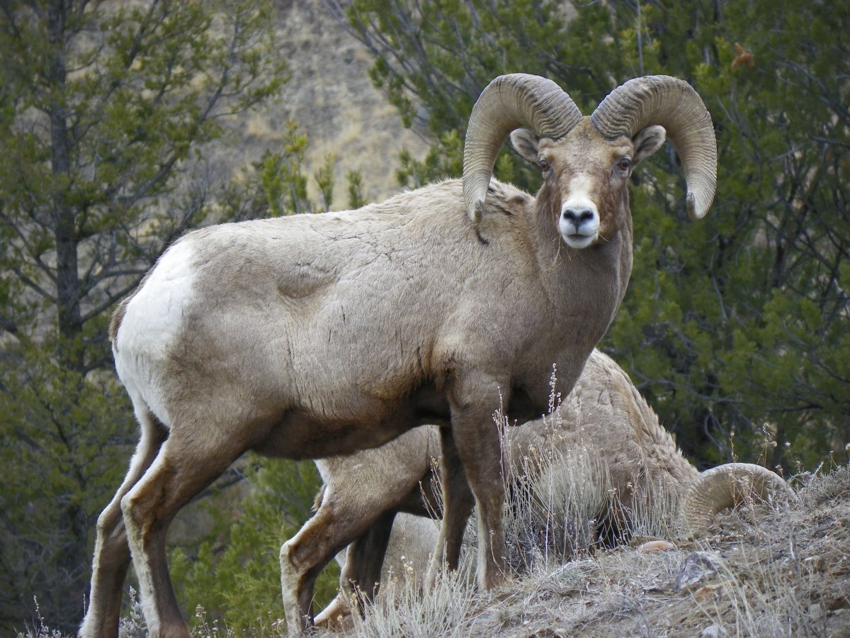 Снежный баран толсторог
