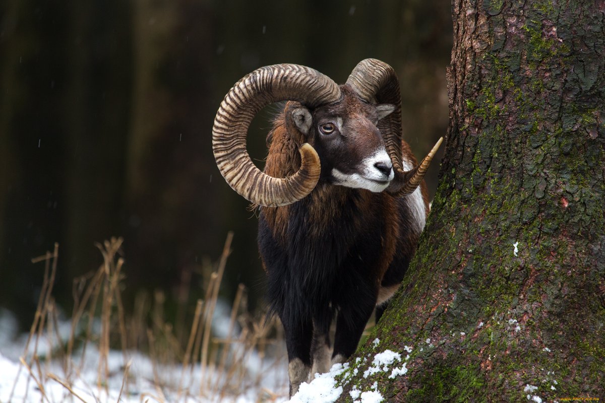 Снежный баран Чубук