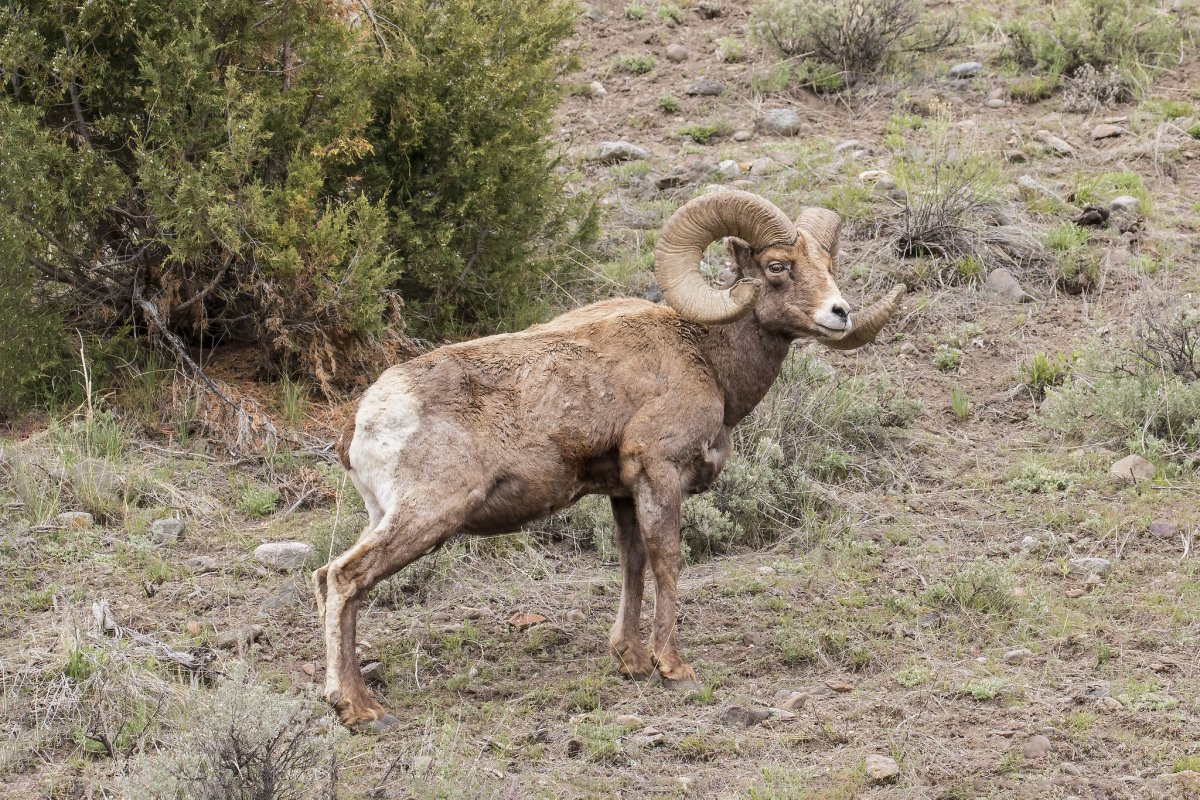 Кодарский снежный баран