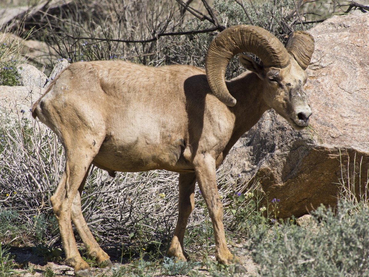 Снежный баран толсторог