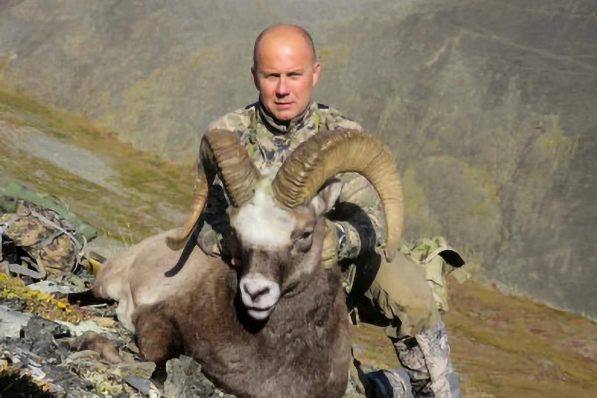 Хараулахский снежный баран