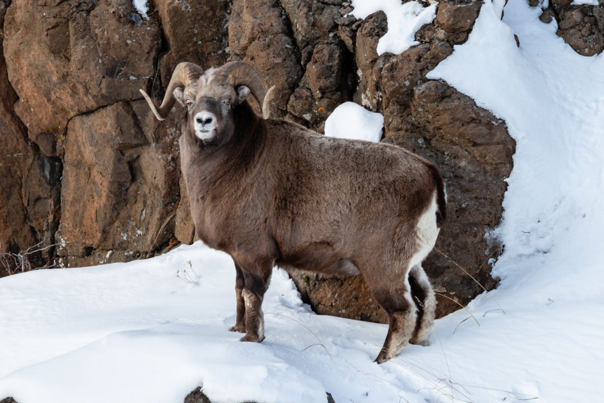 Снежный баран плато Путорана