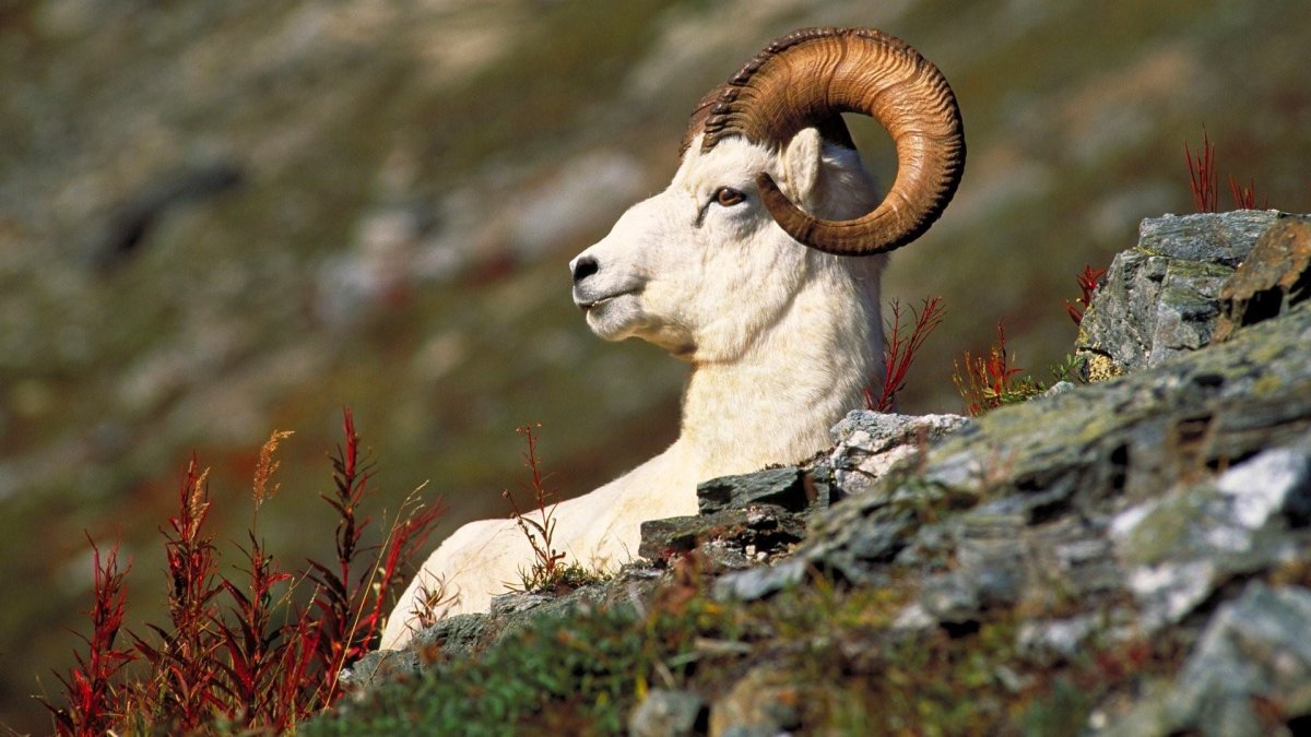 Снежный баран Камчатка