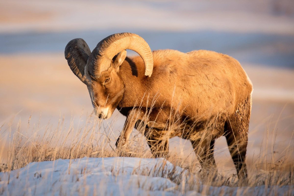 Снежный баран Чубук