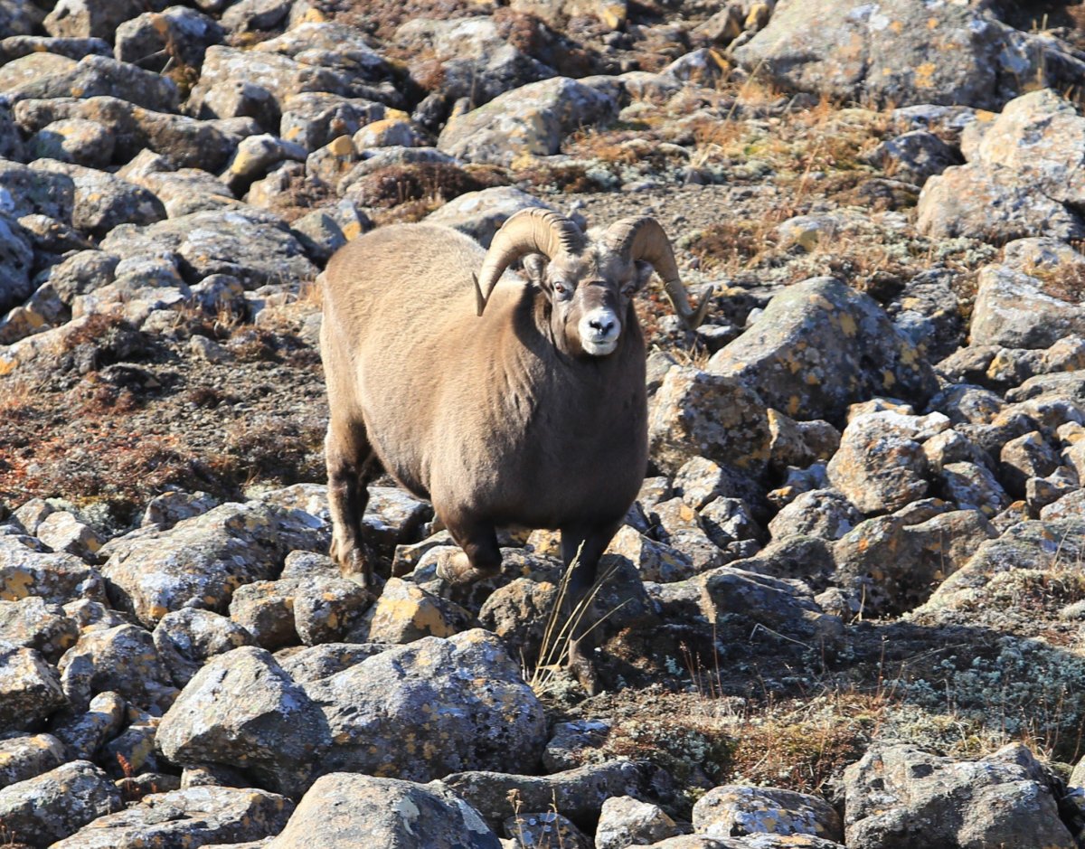 Путоранский снежный баран толсторог