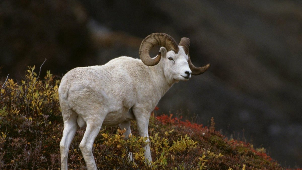 Тяньшанский горный баран