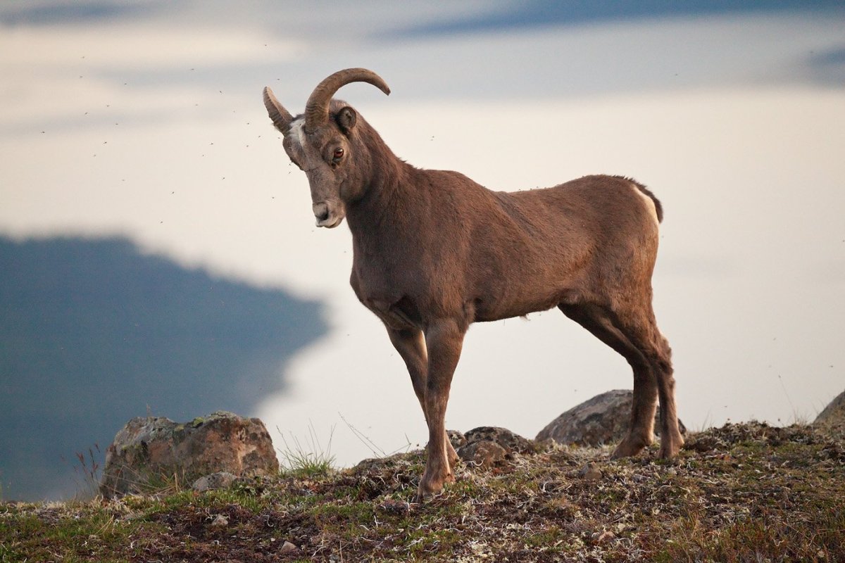 Путоранский снежный баран