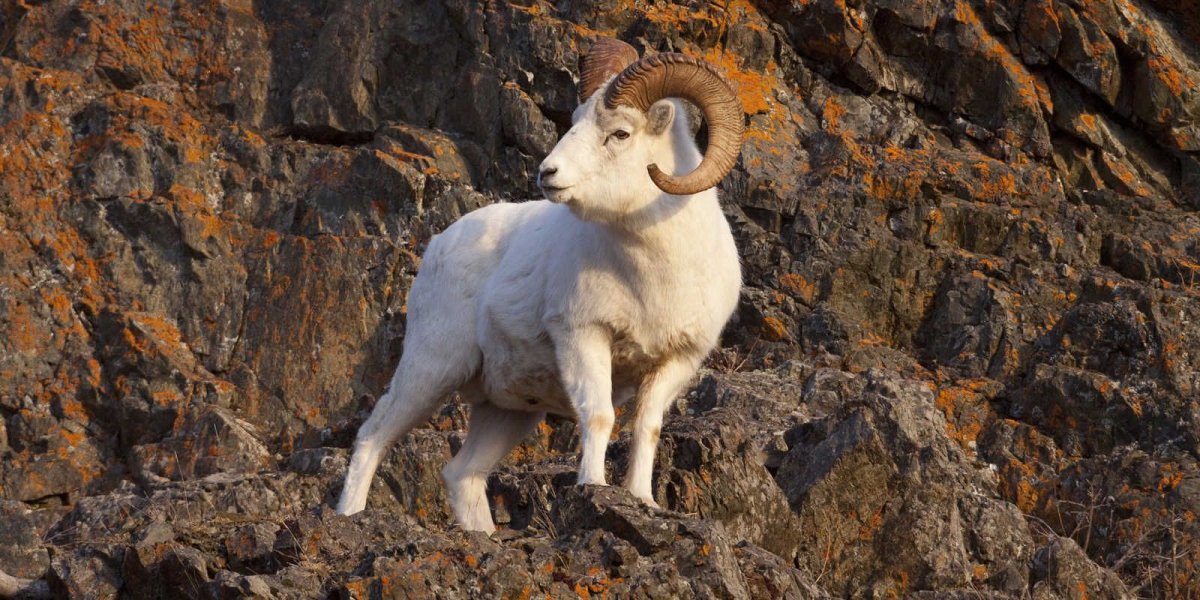 Снежные бараны в тундре