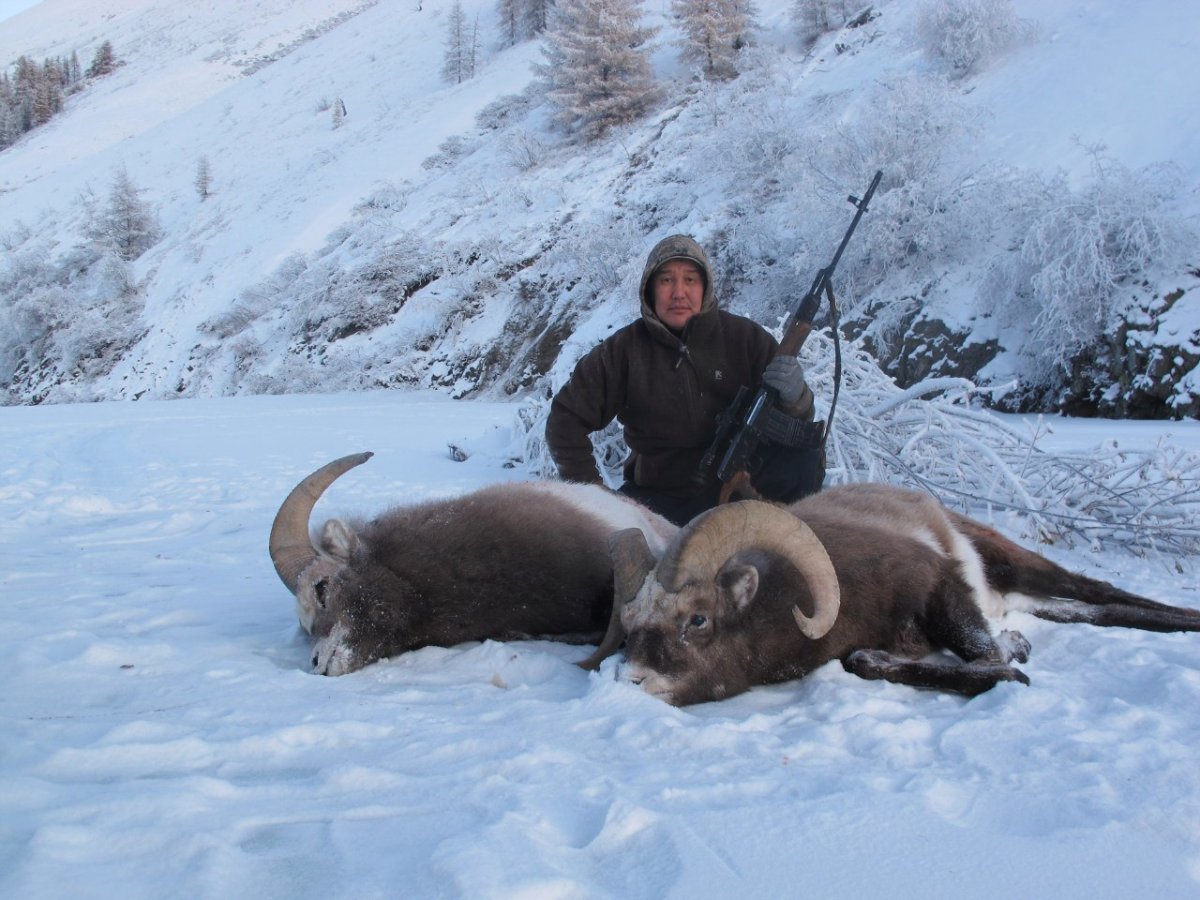 Трофейная охота на чубуку в Якутии