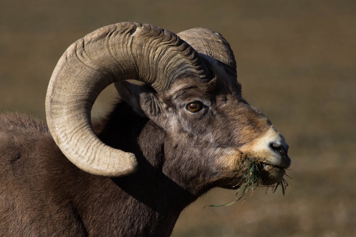 Снежный баран Чубук