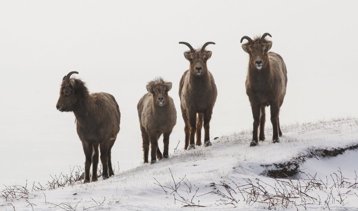 Путоранский заповедник олени