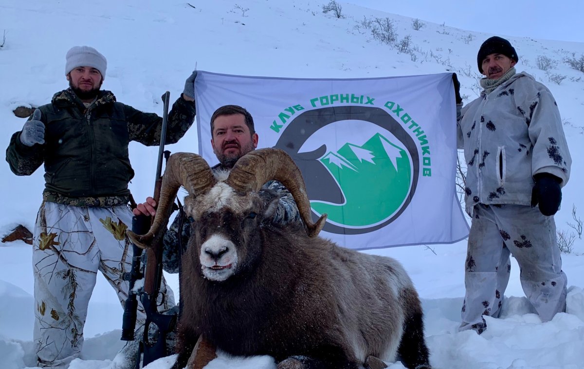 Якутский горный баран