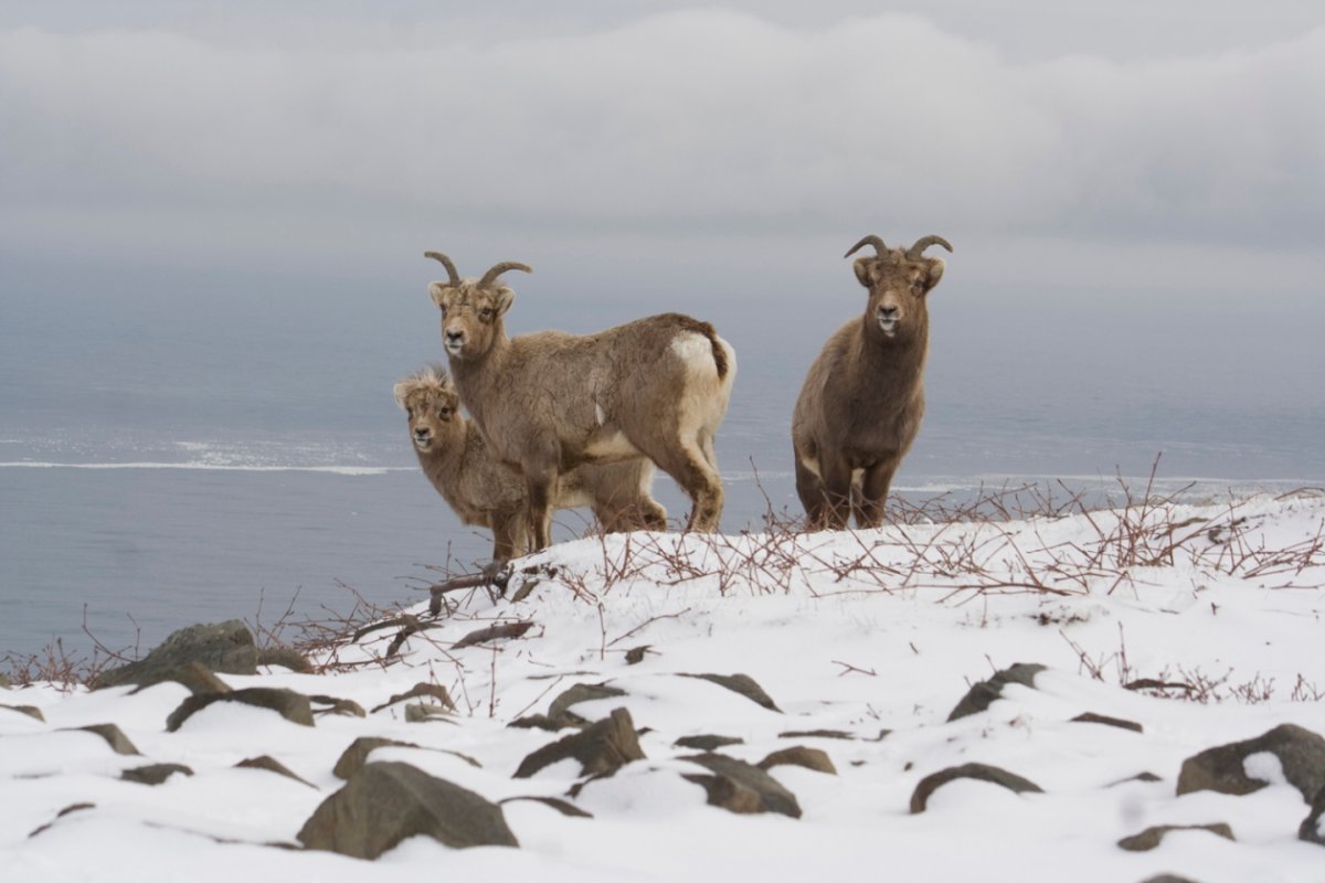 Кроноцкий заповедник снежный баран