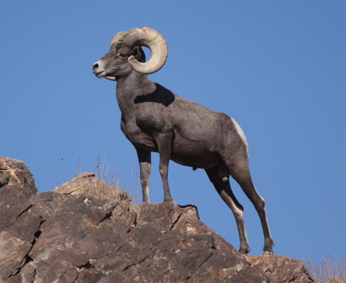 Алтайский горный баран аргали