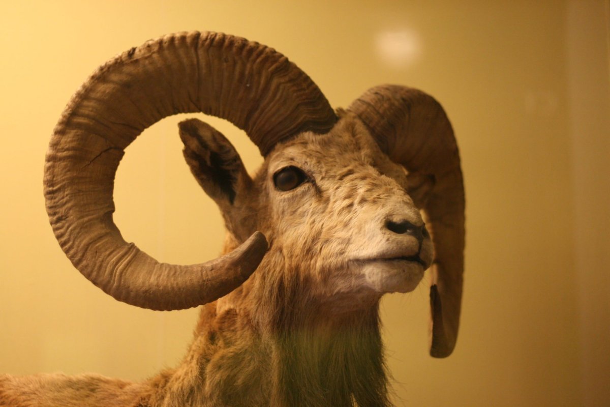 Красивый баран