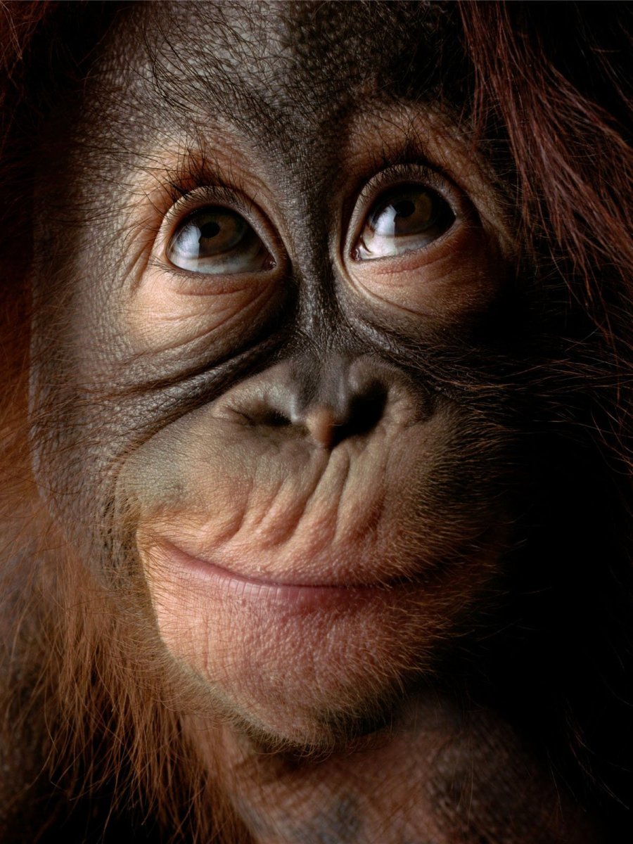 Смешные обезьянки