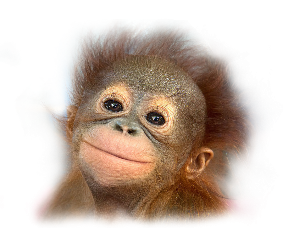 Смешные обезьяны