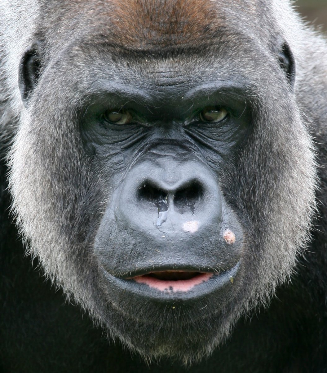 Морда обезьяны
